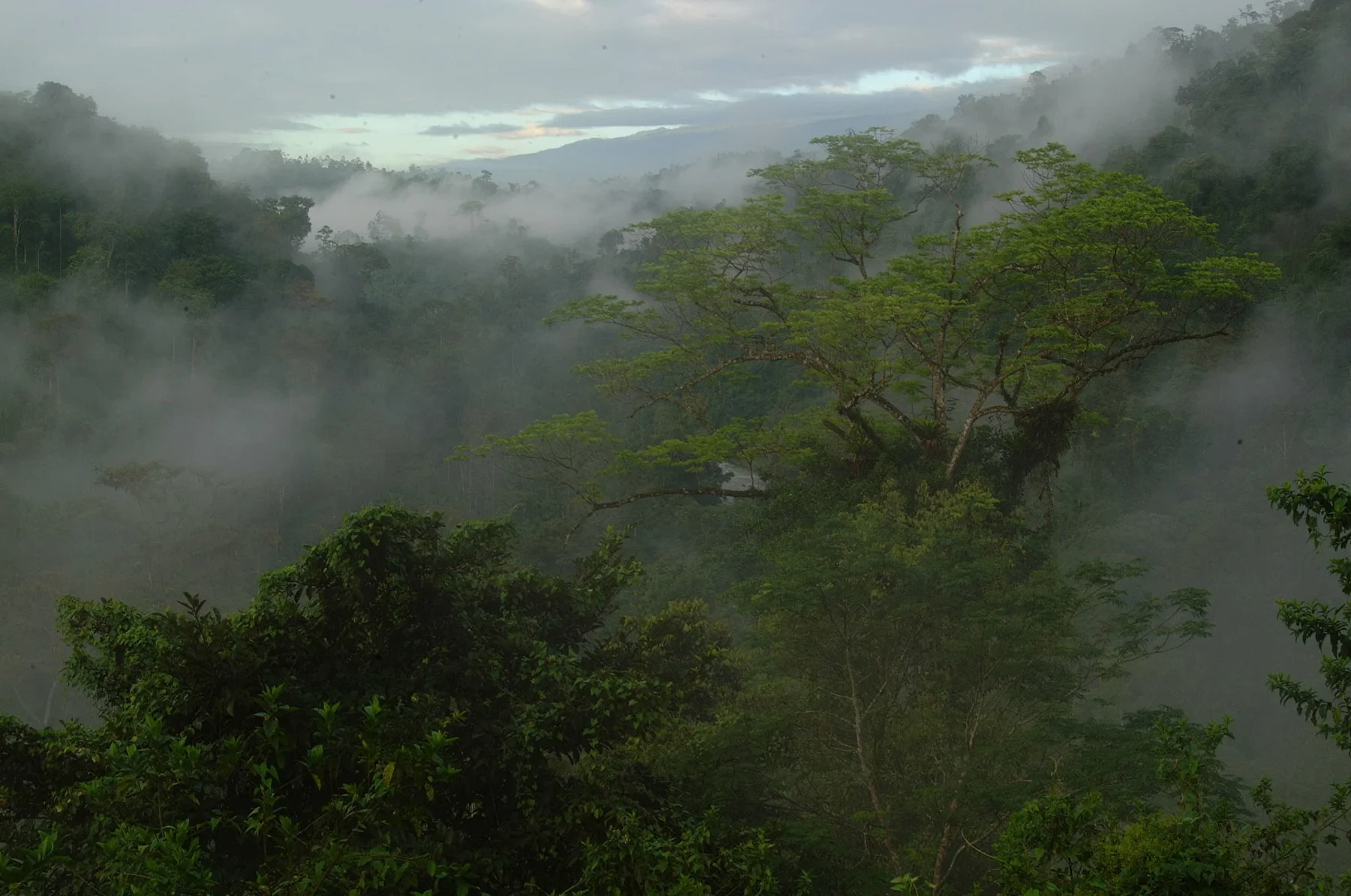 Cloud-forest birding